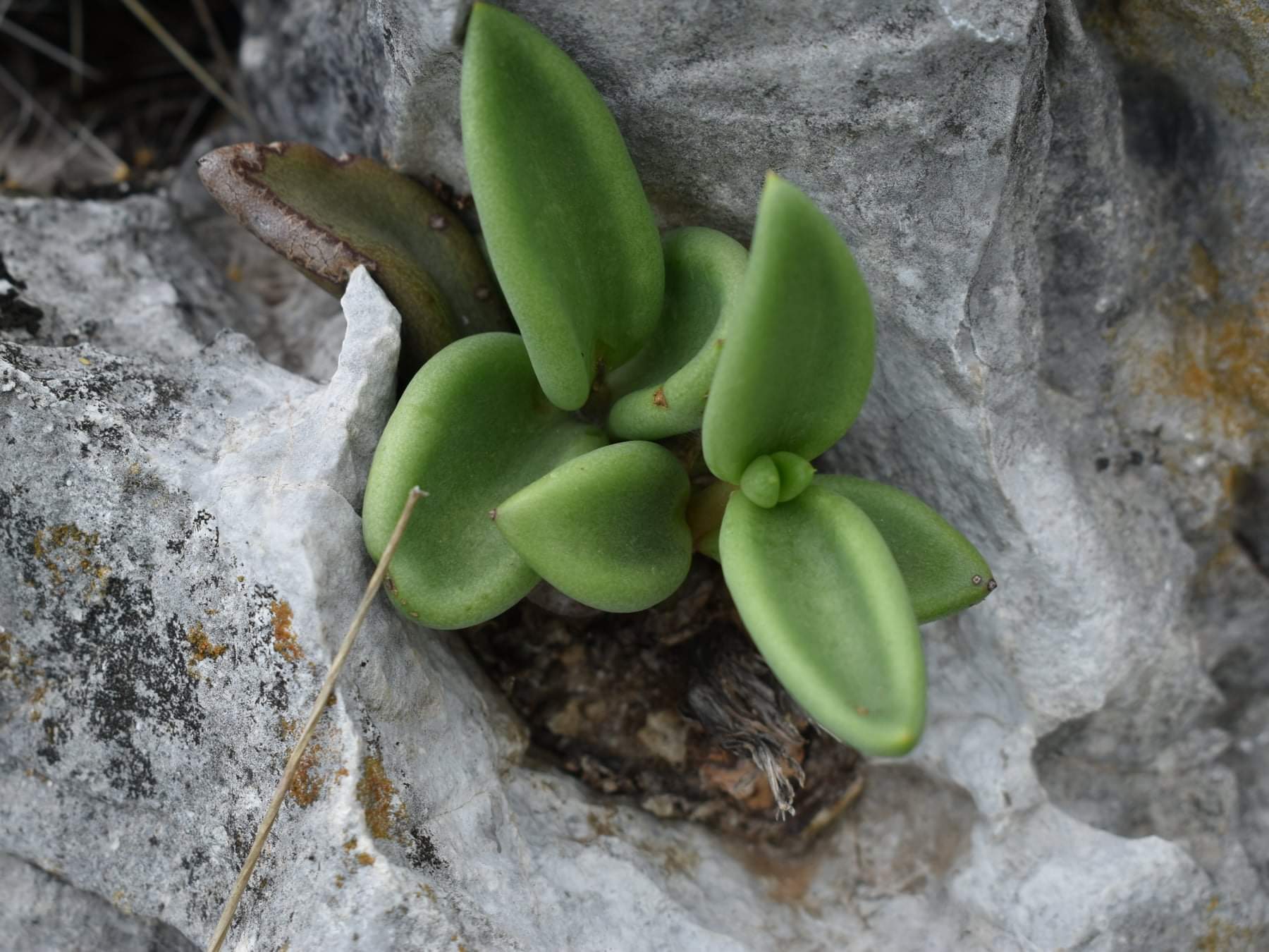 Lenophyllum acutifolium